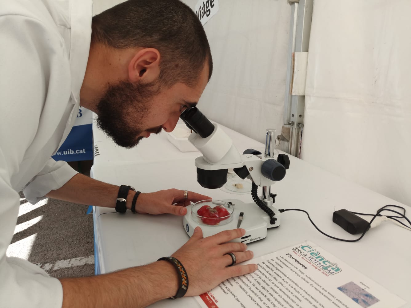 Moho visto con microscopio.