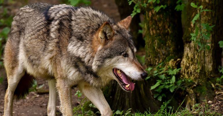 El lobo es esencial para el control de ungulados de herbívoros