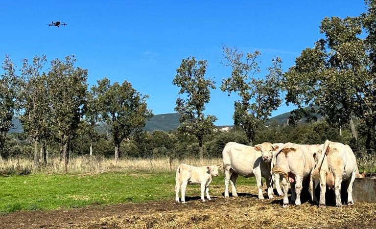 Los ganaderos madrileños utilizarán drones con cámaras térmicas para localizar animales enfermos