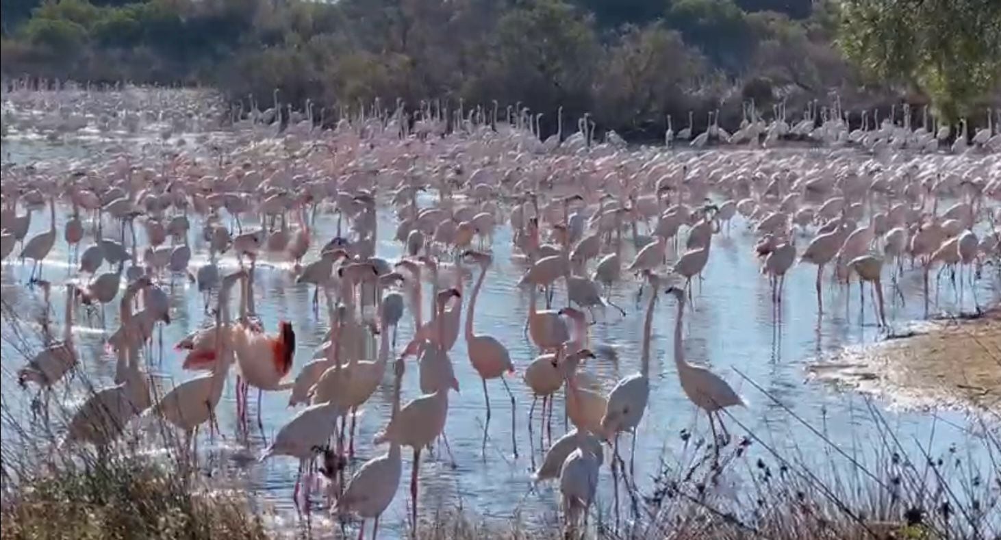 Flamencos en la Albufera