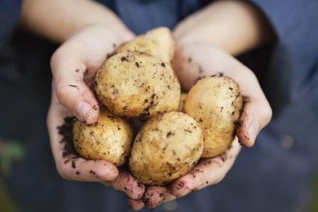 Imagen de una persona sosteniendo un puñado de patatas