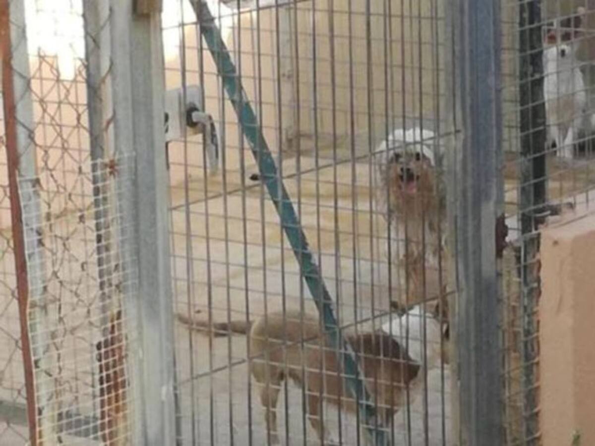 La perrera de Maó se halla al límite