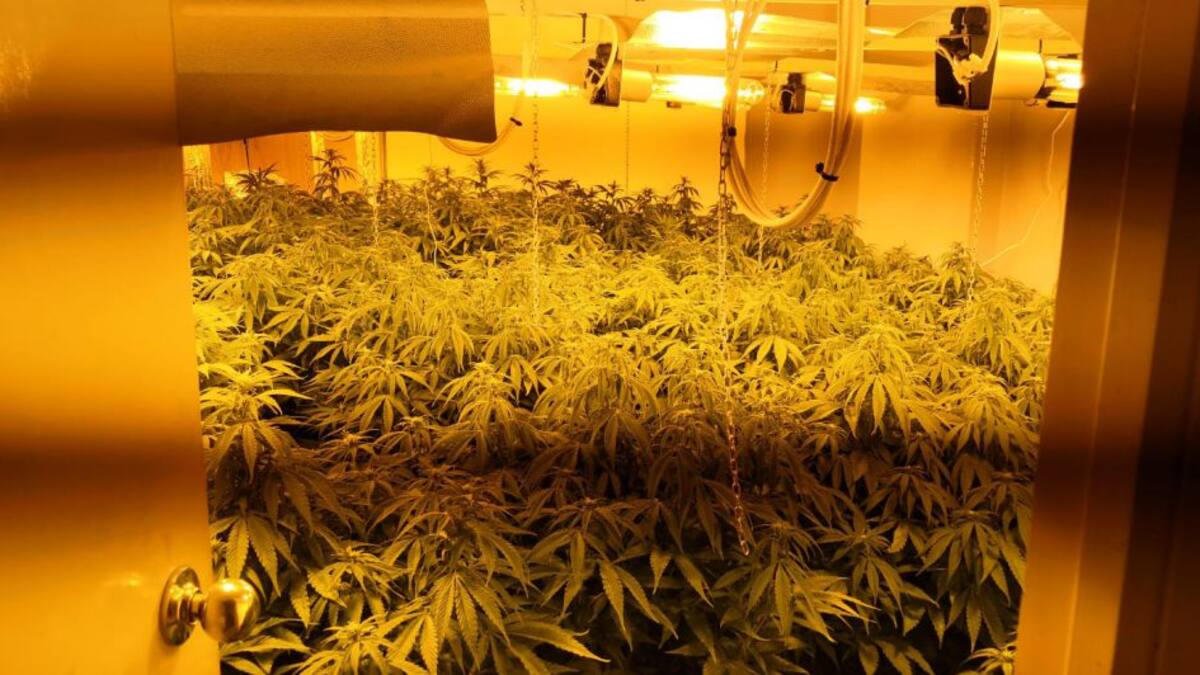 Desmantelan una plantación de marihuana en el barrio de San Diego en Lorca