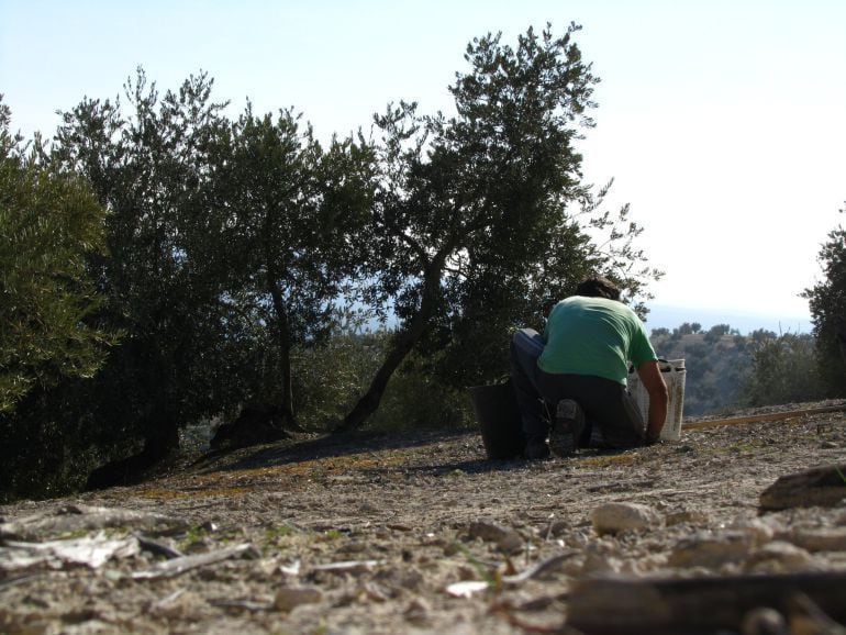 Trabajador en la camapaña de la aceituna.