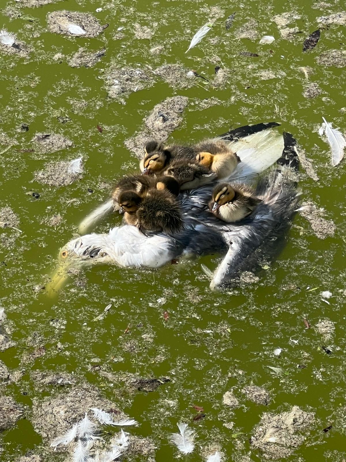Fotografía enviada por el grupo municipal socialista del estado del lago del Parque de Las Llamas