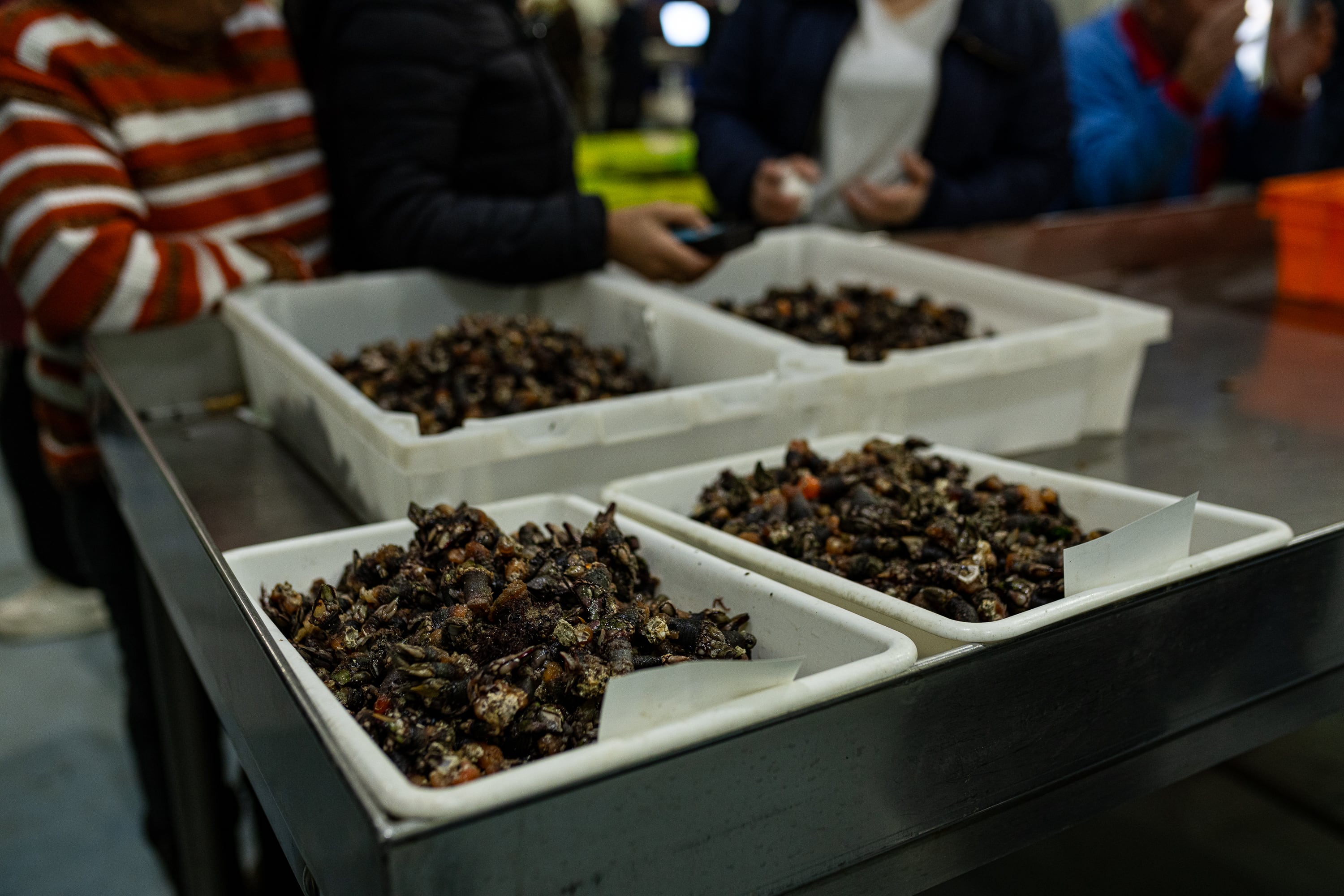 O GROVE, PONTEVEDRA GALICIA, SPAIN - DECEMBER 14: Several lots of barnacles, during the barnacle auction at the O Grove fish market, on 14 December, 2023 in O Grove, Pontevedra, Galicia, Spain. The price per kilo of goose barnacle in the market is 110 euros, although in general, depending on the size and origin, prices range between 40 and 87 euros. According to market workers, barnacle is always the most expensive product because it cannot be frozen and several of them agree that in December the price per kilo may generally exceed 100 euros. (Photo By Elena Fernandez/Europa Press via Getty Images)