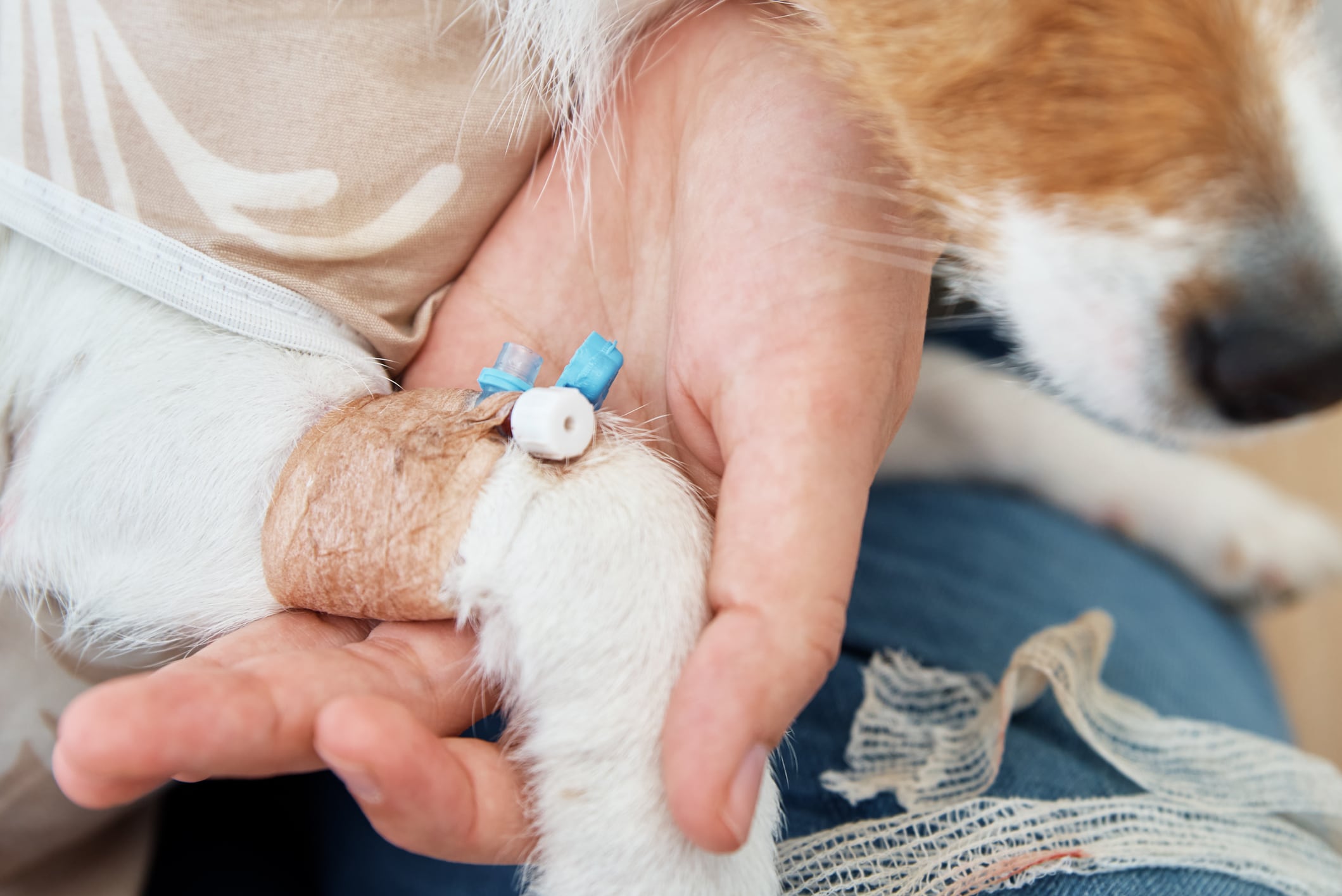 Un perro con un catéter en una clínica veterinaria