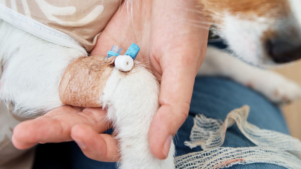 Las urgencias veterinarias 24 horas de Lanzarote y Fuerteventura en riesgo de desaparición