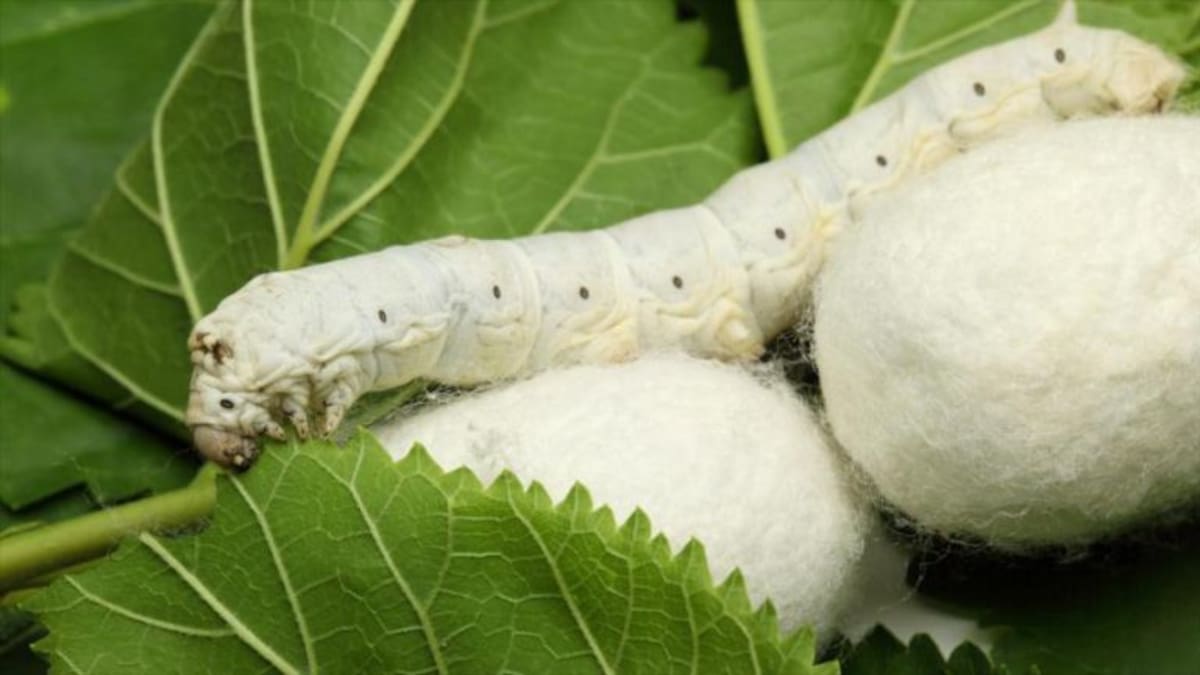 De la caja de zapatos al laboratorio: así trabaja el IMIDA para buscar nuevas aplicaciones a los gusanos de seda