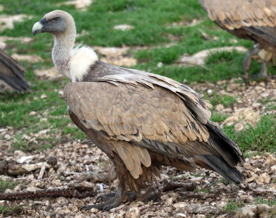 Un buitre leonado en el comedero del refugio