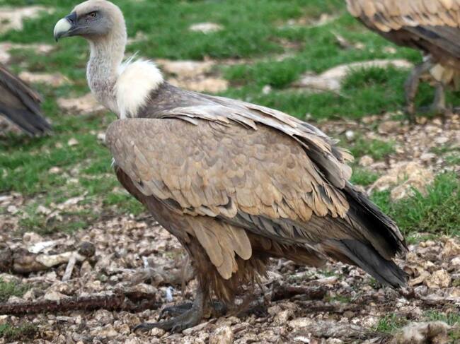 Un buitre leonado en el comedero del refugio