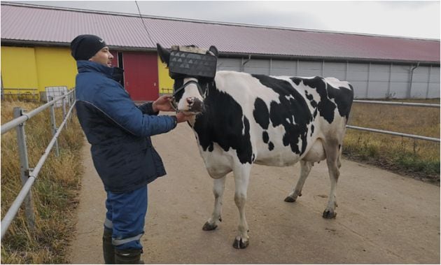 Uno de los granjeros con la vaca.