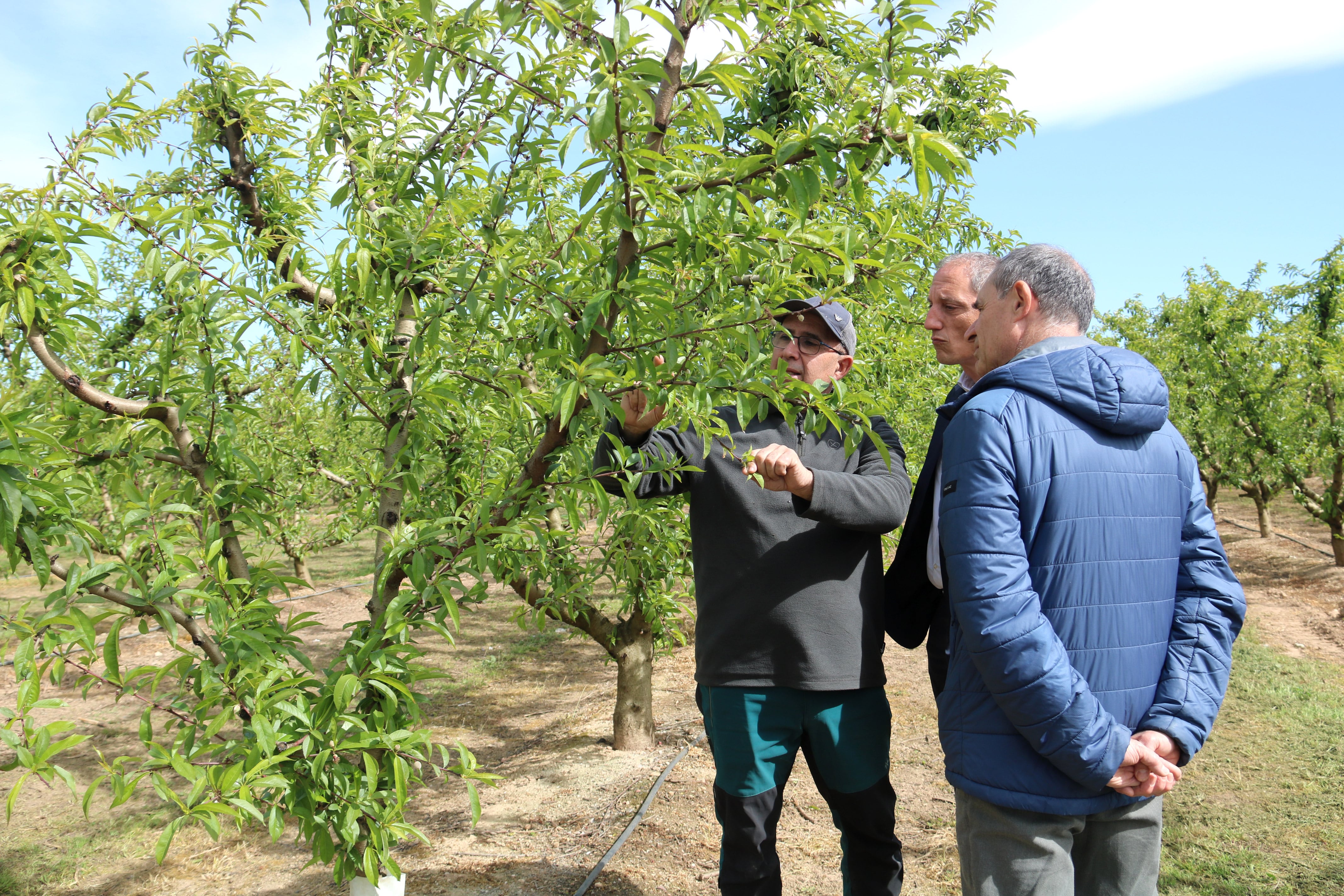 El responsable d'Agroseguro a Lleida, Xavier Joana, i el subdelegat del Govern, José Crespín, amb un pagès d'Aitona visitant la seva finca. Foto: ACN