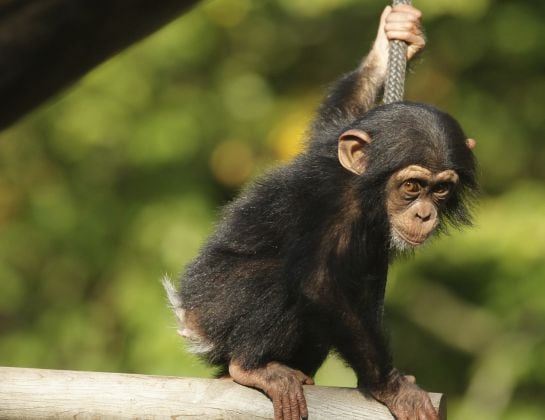 Una cría de chimpance.