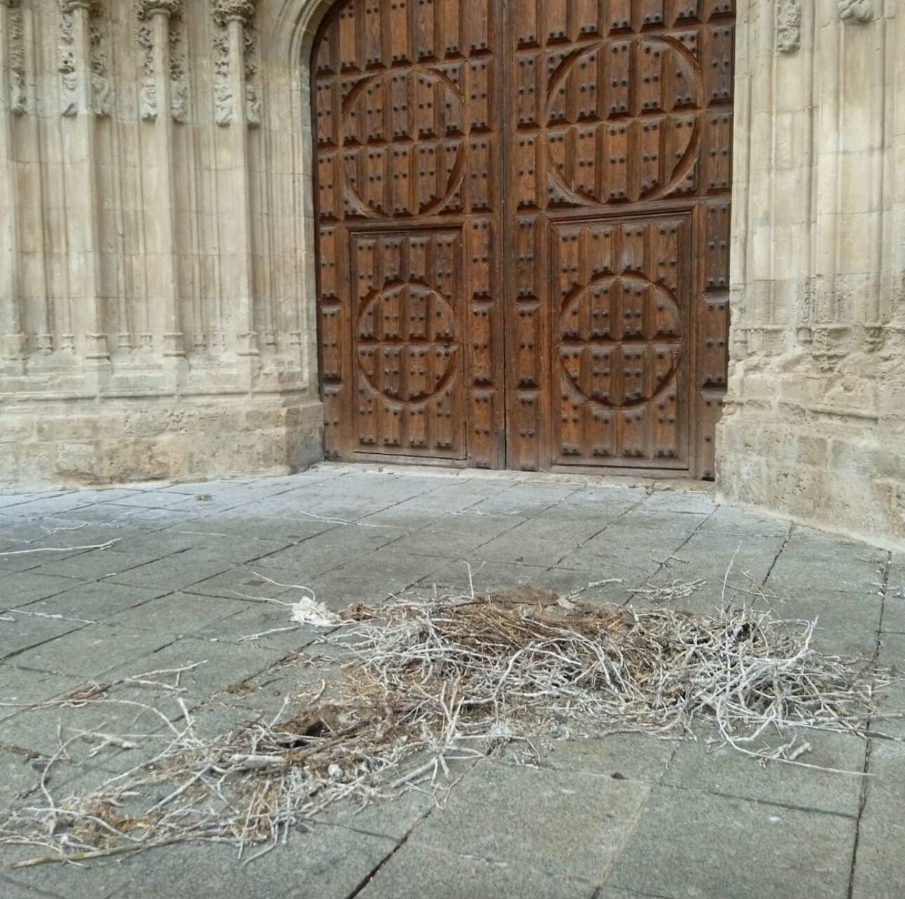 Cae un nido de cigüeña de la Catedral de Palencia por el viento