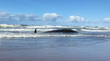 Aparece el cadáver de una ballena en la playa Salvaje de Sopelana