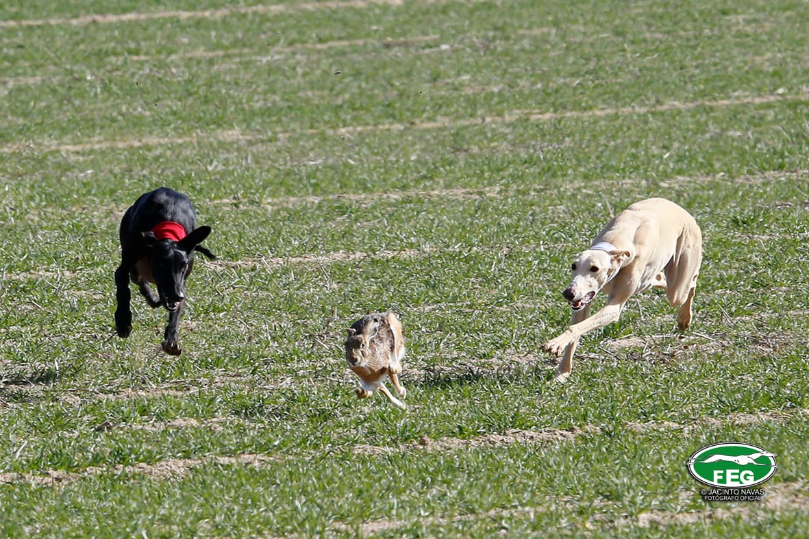 Imagen facilitada por la Federación Española de Galgos