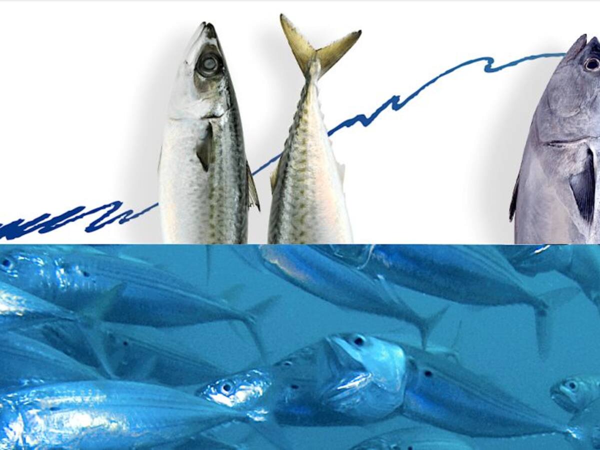 Las conserveras denuncian el uso masivo de caballas para el engorde de atunes en las costas andaluzas