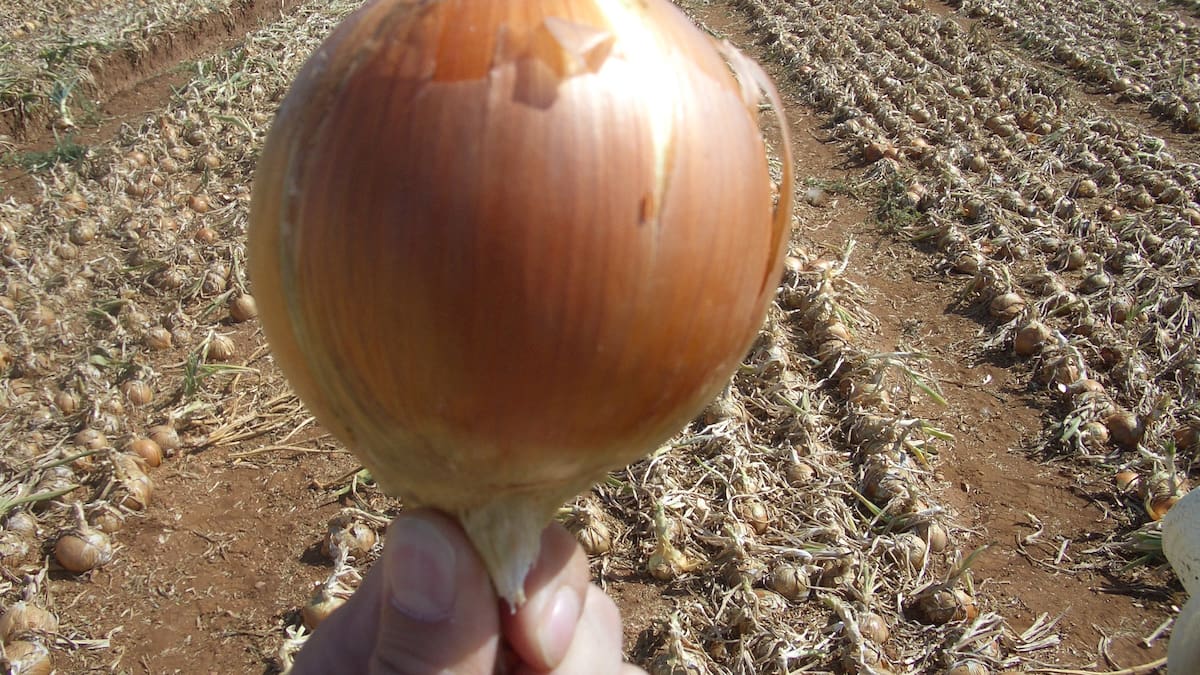 La IGP Cebolla de La Mancha recibirá una de las placas al mérito regional el próximo 31 de mayo
