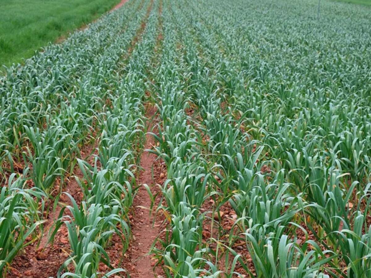 Asaja CLM acusa a la consejería de dejar fuera de las ayudas a más de mil agricultores y ganaderos