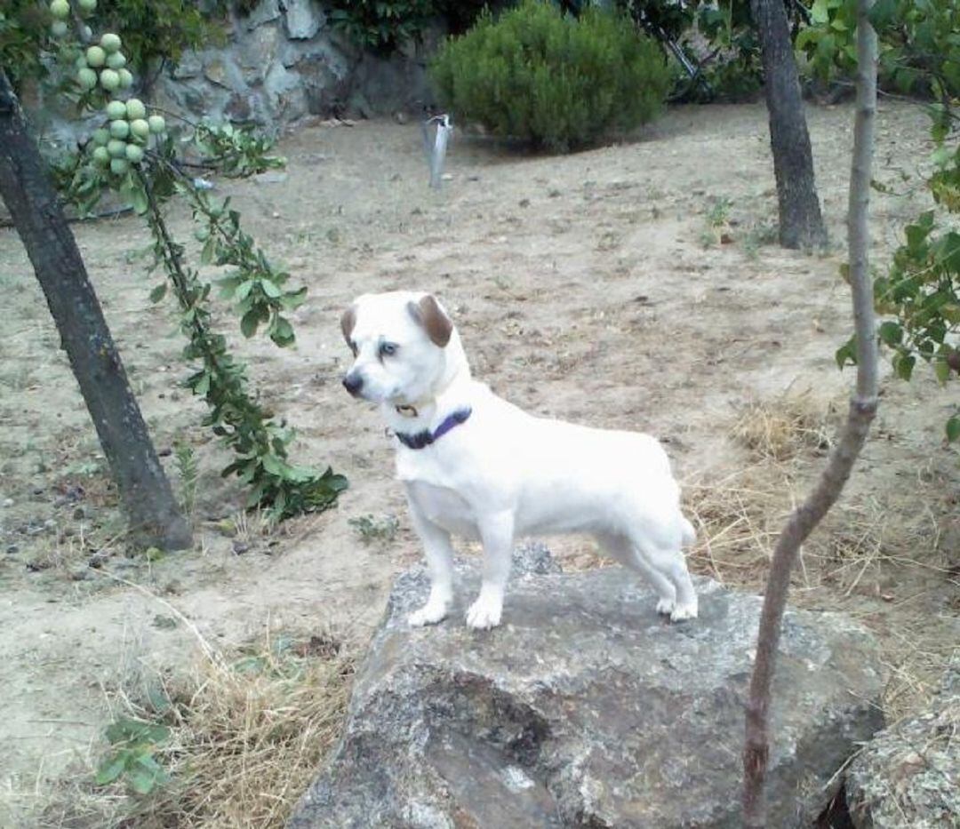 Pulga murió atropellado en la Carretera de Trescasas a San Cristóbal