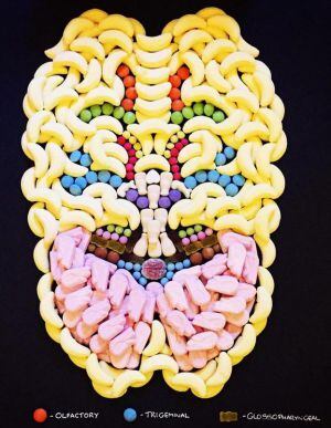 Así es un cerebro por dentro, en 3D gracias a las golosinas.