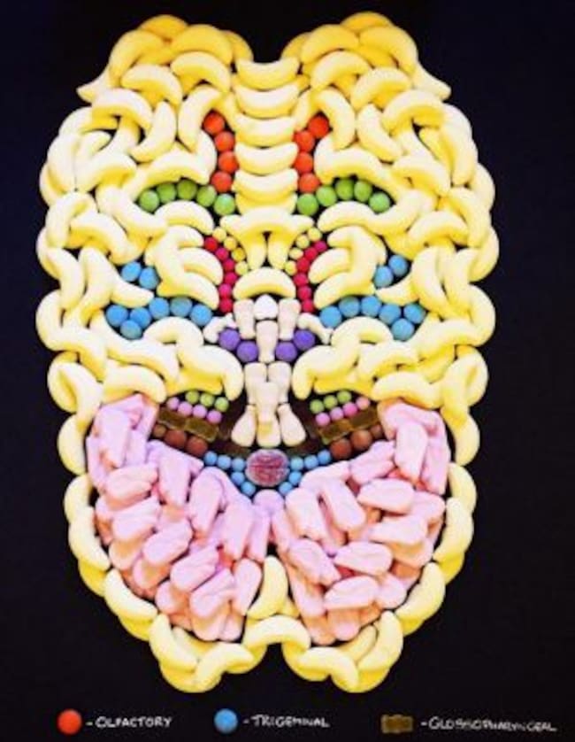 Así es un cerebro por dentro, en 3D gracias a las golosinas.