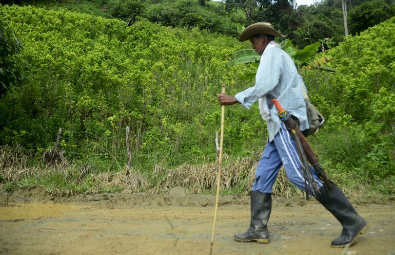 Plantación de coca en Pueblo Nuevo en Colombia.