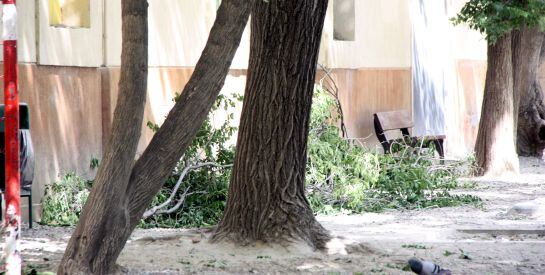 La branca que li va caure era de grans dimensions.