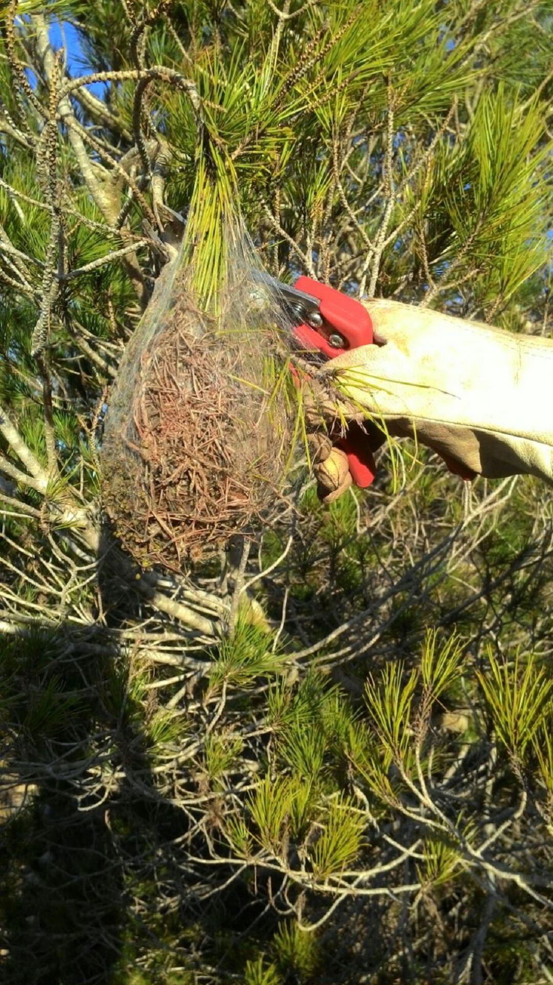 Imagen de una de las bolsas en las que la procesionaria se refugia durante el invierno