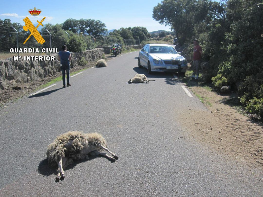 Lugar donde se produjo el atropello