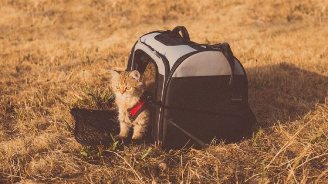 Transportín de gato