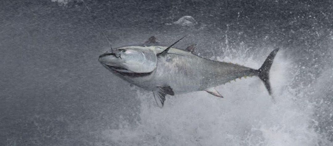 Azti desarrolla una partida de nacimiento genética para fijar el origen de los atunes rojos pescados en el Atlántico 