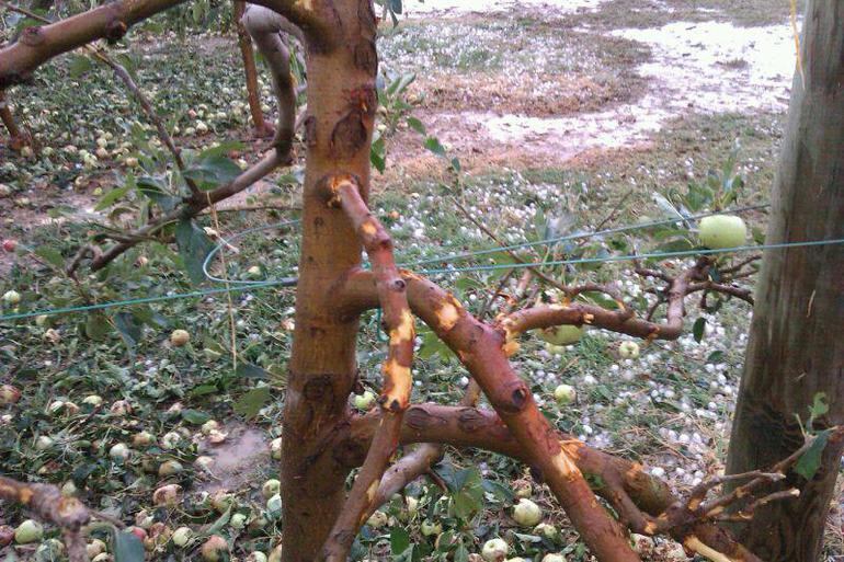 Una imatge dels danys causats per la pedregada a conreus de fruiters de Golmés