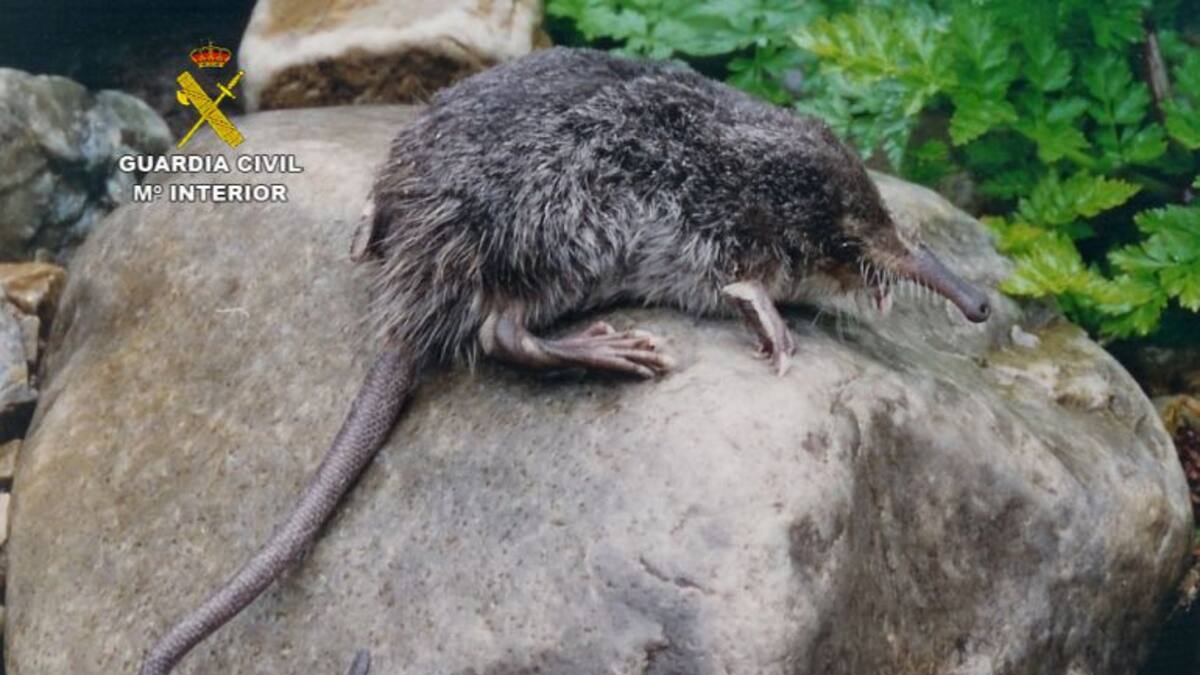 La Junta acometerá actuaciones de mejora del hábitat del desmán ibérico en Soria por 63.731 euros