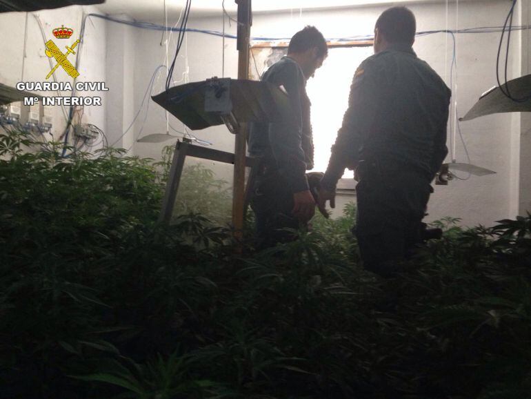 Cultivo interior de droga intervenido en Pinos Puente(Granada)