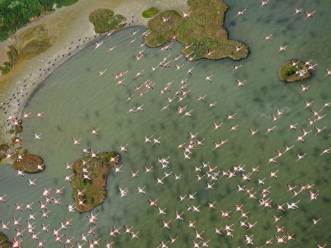 Flamingos (Phoenicopterus ruber) in Bah’a de C‡diz Natural Park, C‡diz, Andalusia, Spain
