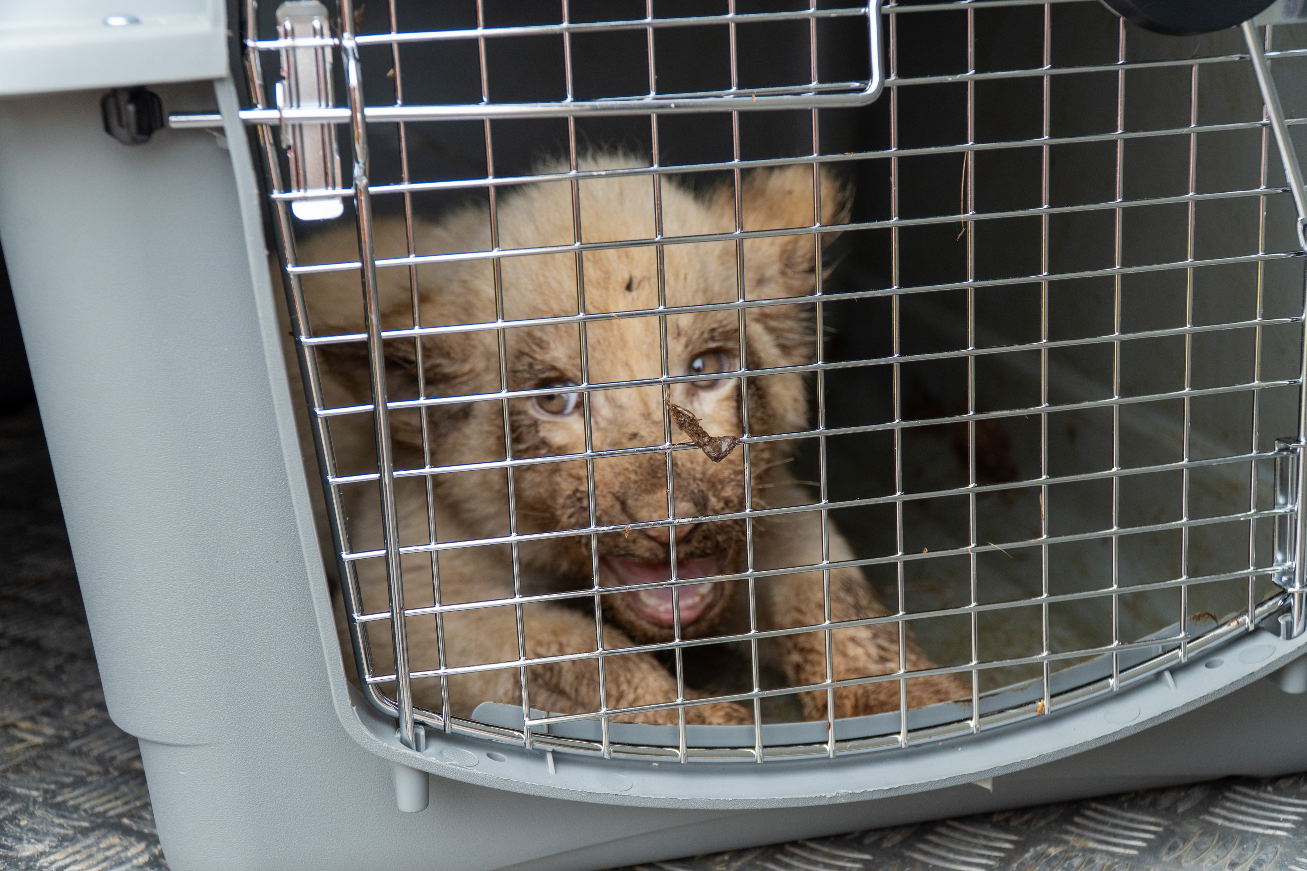 Leones rescatados por Primadomus