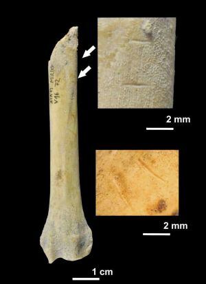 Imagen facilitada por el Instituto Catalán de Paleoecología Humana y Evolución Social que muestra un fragmento de radio de perro con marcas de corte realizadas por homínidos en la Cueva del Mirador en Atapuerca