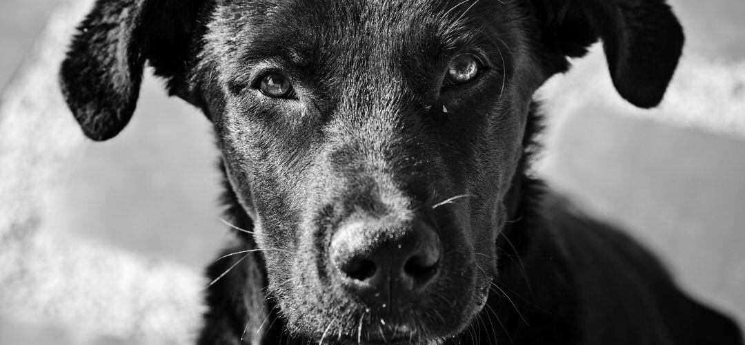 El verano es una fecha crítica para estos animales