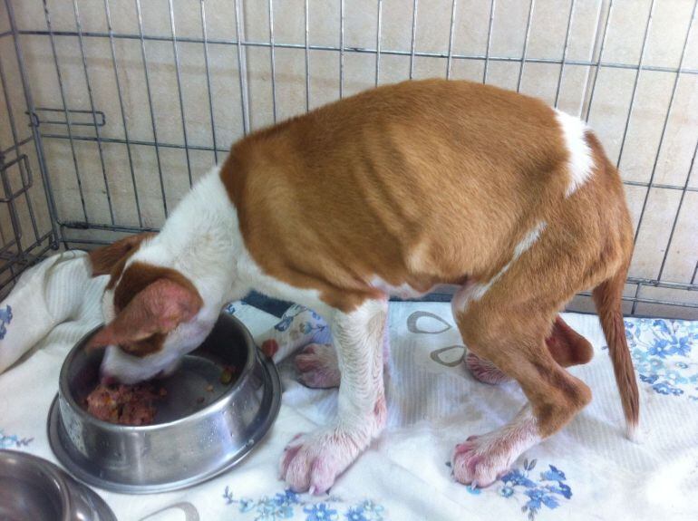 Estado del cachorro arrojado al pozo.