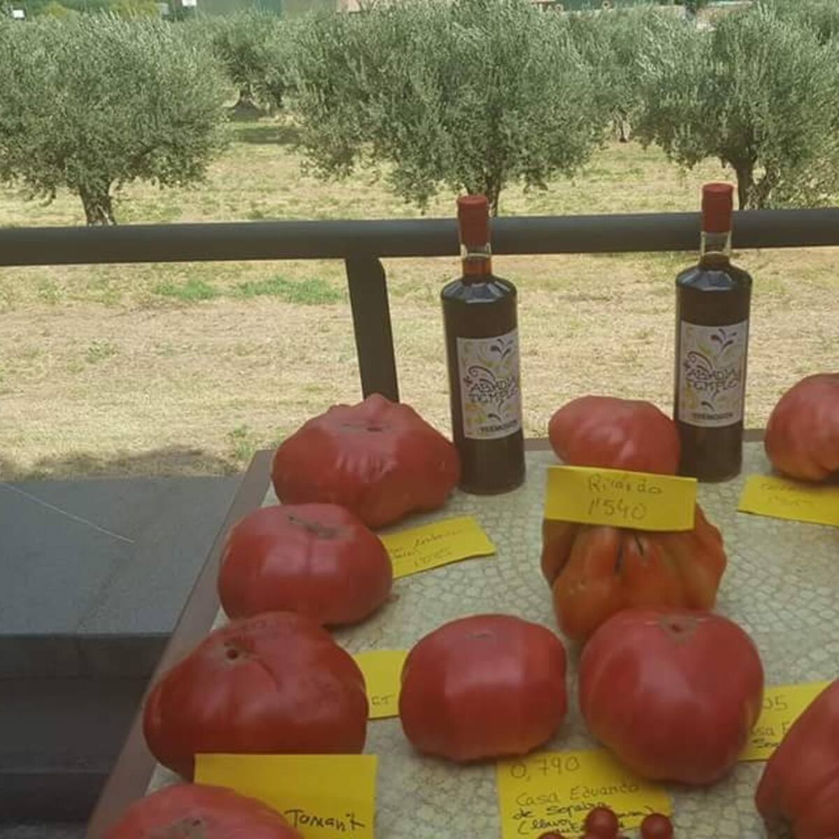 Un tomate de 1,560 kgs gana el concurso de Sopeira