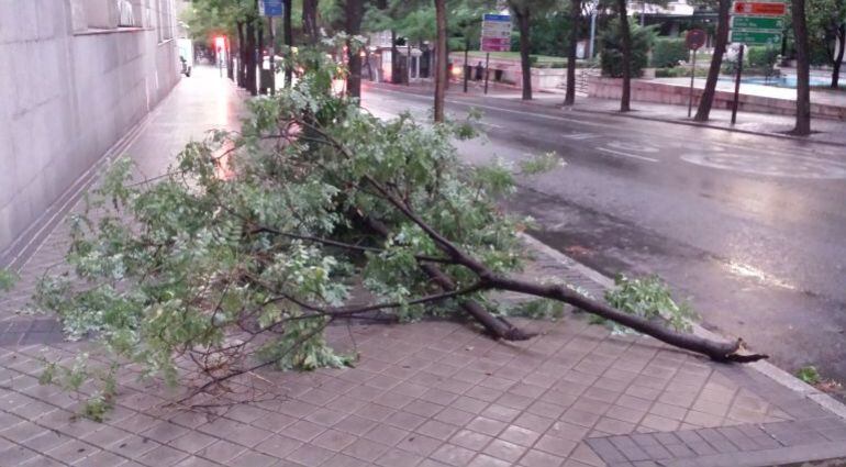 Imagen de una rama caída en medio de la acera