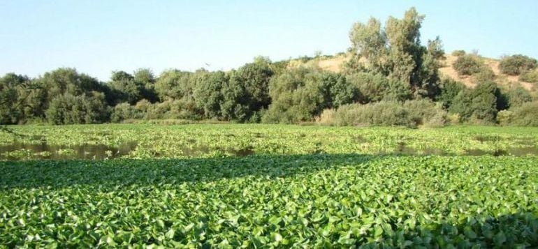 El Guadianaa su paso por Mérida, invadido por el camalote el pasado mes de julio