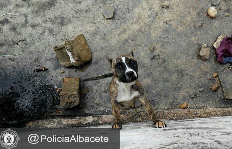 Fotografía facilitada por la Policía Local, con el perro abandonado en la balsa