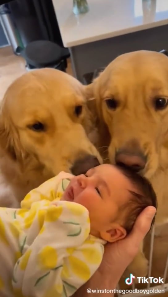 La reacción de dos perros al conocer a su hermana humana cautiva a miles de personas en Internet.