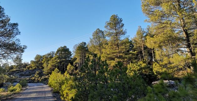 La ruta nos lleva por el corazón de la Serranía de Cuenca.