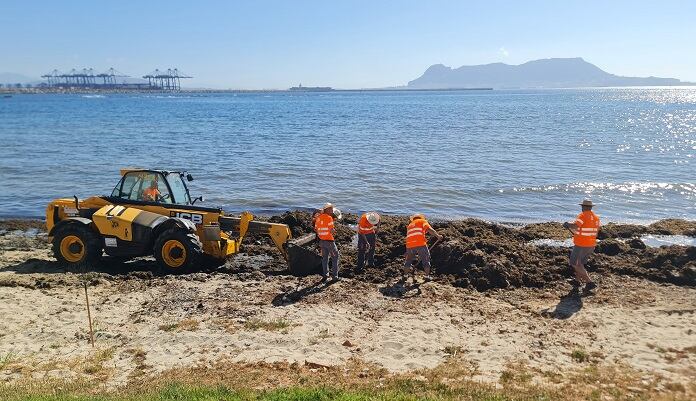 Trabajos de retirada de algas en la playa