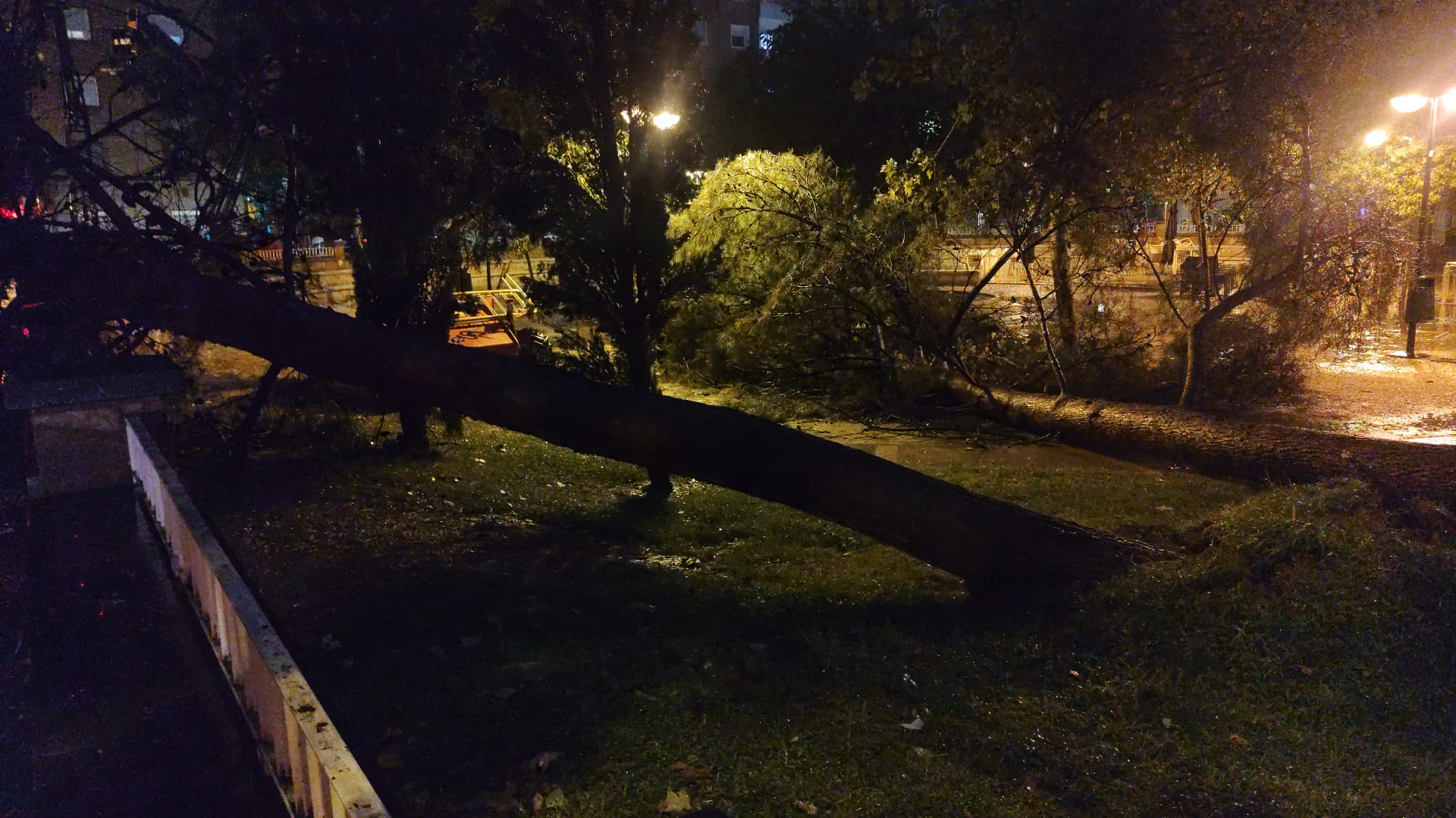 Árboles arrancados en la zona del Parque Bruil de Zaragoza