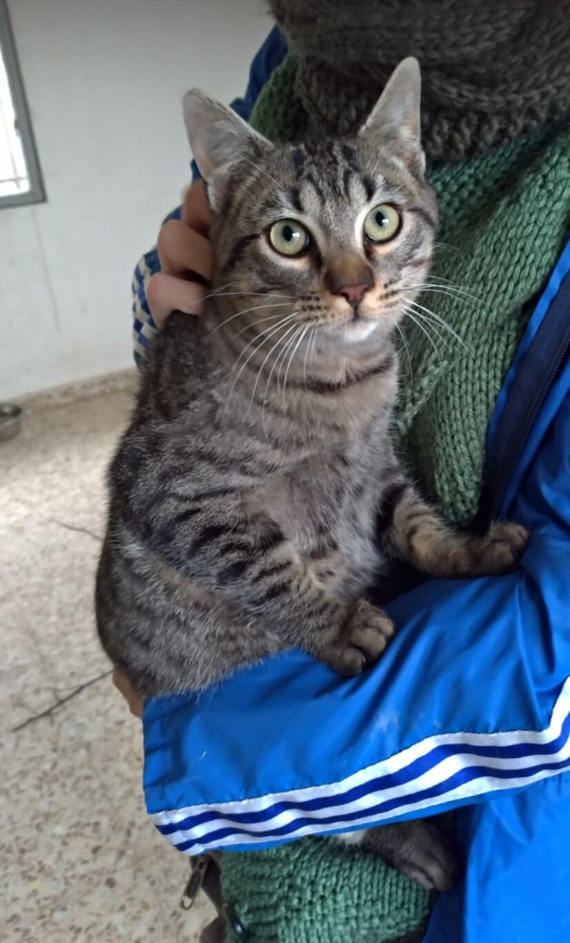 Los avisos más habituales fueron los relativos a gatos. Foto: Ayuntamiento de Binéfar